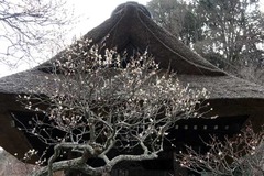 110202Åì·Ä»û¥¦¥á