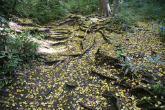 081119�����ë����