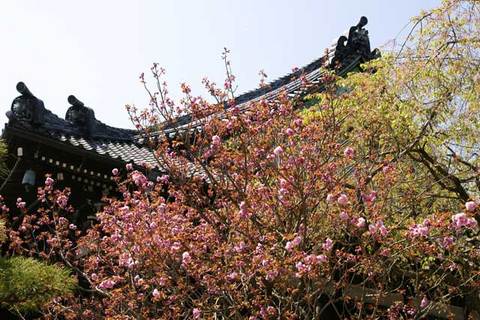 090411Ëܳлû¥ä¥¨¥¶¥¯¥é