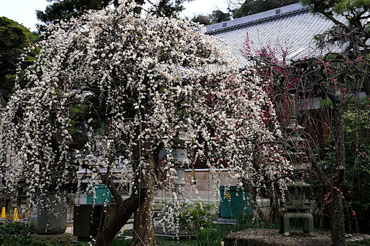 170205常立寺シダレウメ3