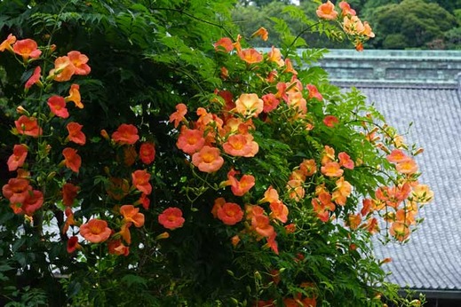 130703̯�ܻ��Υ����󥫥���1