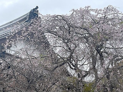 240406�ܳл������쥵����