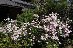 121026Åì·Ä»û¥·¥å¥¦¥á¥¤¥®¥¯