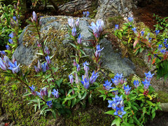 081105��¢�����ɥ�