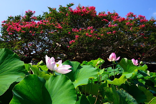 200816�ܳл����륹�٥�1