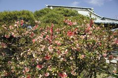 080326���ʻ��ܥ�