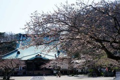 120405光明寺サクラ3