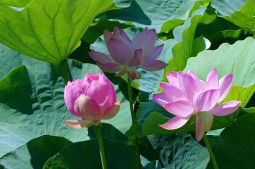 110716��ʿ�ӥϥ�2