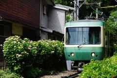 120601御霊神社アジサイ3