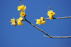 090111��������Х�