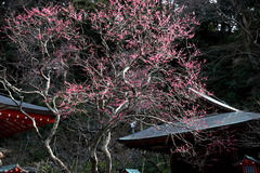 180128荏柄天神社ウメ1