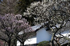 120321東慶寺ウメ2