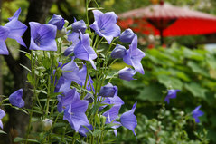 080713��¢�������祦