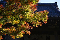 201123安国論寺紅葉