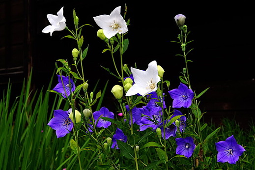 200723海蔵寺キキョウ1