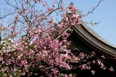 100411�ܳл������ɥ�