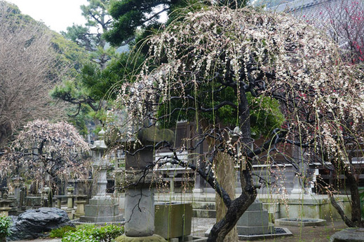 130218常立寺ウメ1