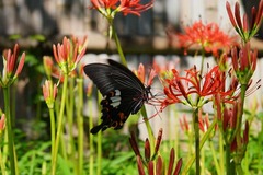 130919ȬȨ�ܥҥ���Х�2