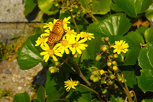 211104���ܱ��ĥ�֥�2