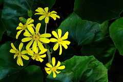 181031���ܱ��ĥ�֥�1