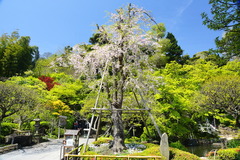 150416Ĺë���٥˥����쥶����