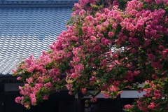 130812�ܶ������륹�٥�3