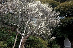 160208Êõ²ü»û¥¦¥á3