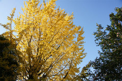 081119�¹����������祦���գ�