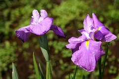 150520�ե����󥿡��ϥʥ��祦��