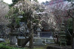 140202常立寺シダレウメ1