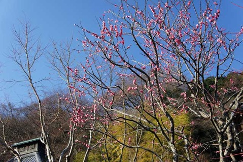 110126光則寺ウメ