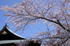 120412Êó¹ñ»û¥µ¥¯¥é2