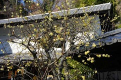 110108Åì·Ä»û¥í¥¦¥Ð¥¤