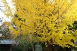 051126安国論寺黄葉