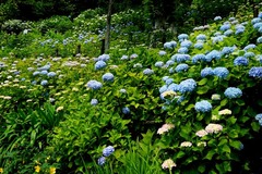 130529長谷寺アジサイ2