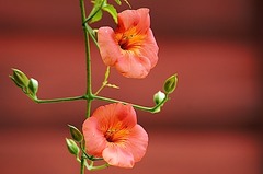 150710̯�ܻ��Υ����󥫥���1