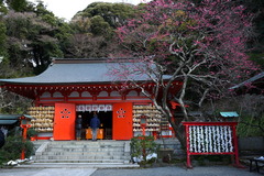 180128荏柄天神社ウメ3