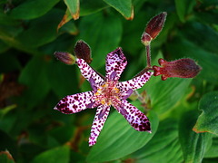 181024�繪���ۥȥȥ���