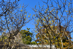 130204¾ôÃÒ»û¥í¥¦¥Ð¥¤