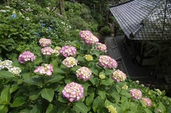 110612Ĺë»û¥¢¥¸¥µ¥¤2