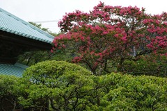 120807英勝寺サルスベリ