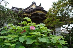 120721̯δ���ե襦