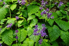 130609��Ļ����勵�Х�1