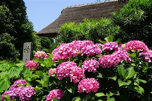 160618極楽寺アジサイ