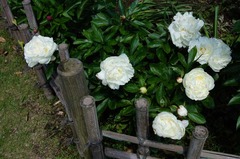 120518ʸ�شۥ��㥯�䥯