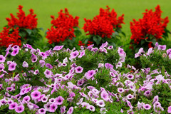 160614�ե����󥿡��ڥ���˥�������ӥ�