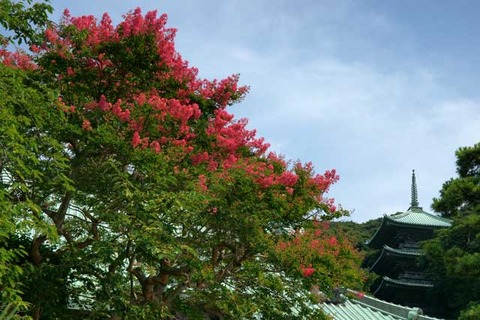 100731龍口寺サルスベリ2