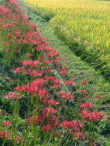 051002��ë�ҥ���Х�