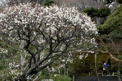 120307長谷寺ウメ3