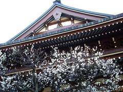 100130円覚寺ウメ2